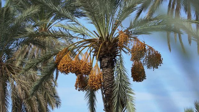 Date palm tree in Morocco
