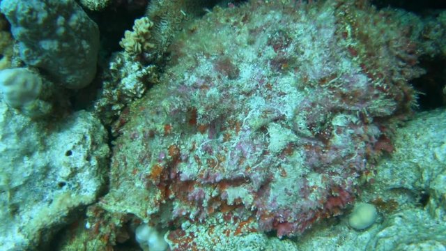 Stonefish 1