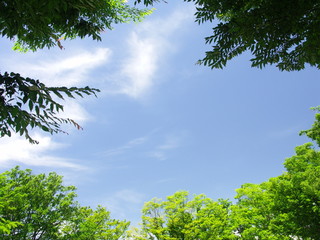 公園の梅雨晴れの空風景