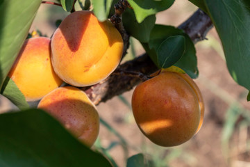 Apricot Branch With Ripe Fruits