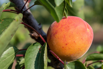 Apricot Branch With Ripe Fruit