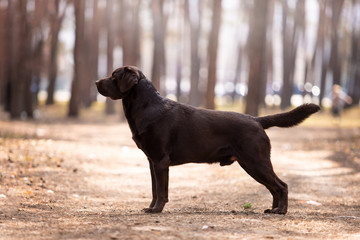 Beautiful dog breed Labrador in nature