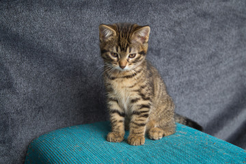 Chaton