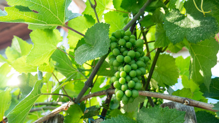 Bunch of green unripe grapes in grape leaves