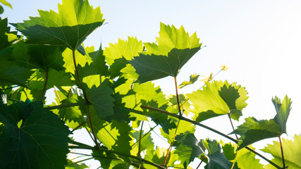 Branch of grapes. Grape leaves.