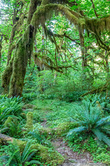 Hall of Mosses, Olympic National Park