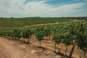 Fototapeta na wymiar Parallel vines going up the hill in a vineyard near Estremoz