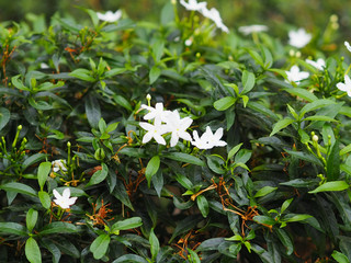 Small flowers in beautiful nature