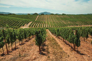 Fototapeta na wymiar Parallel vines going up the hill in a vineyard near Estremoz