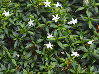 Small flowers in beautiful nature