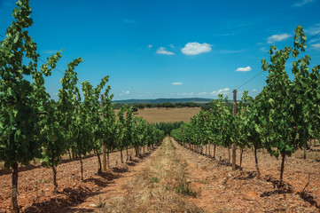 Fototapeta na wymiar Vines going down the hill in a vineyard near Estremoz