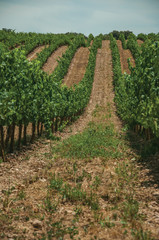 Fototapeta na wymiar Lined vines going up the hill in a vineyard near Estremoz