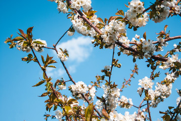 Fiori di ciliegio danno il benvenuto alla primavera