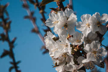 Fiori di ciliegio danno il benvenuto alla primavera