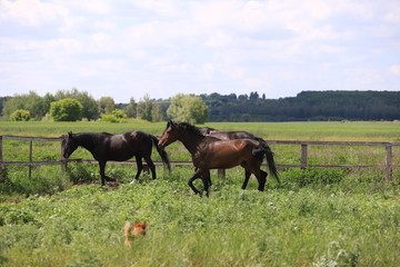 Herd of horses galloping across the field