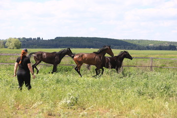 Herd of horses galloping across the field