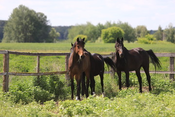 Herd of horses galloping across the field