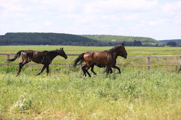 Herd of horses galloping across the field
