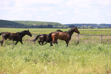 Herd of horses galloping across the field