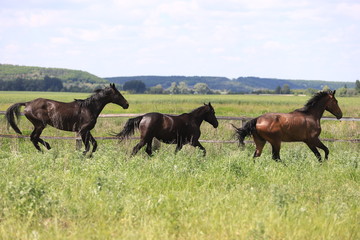 Herd of horses galloping across the field
