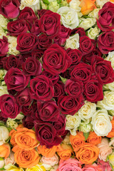 Bright multicolored bouquet of roses. Multicolored fresh roses background. Plenty of colorful bright roses close up. vertical photo