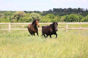 Herd of horses galloping across the field