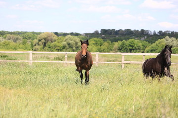 Herd of horses galloping across the field
