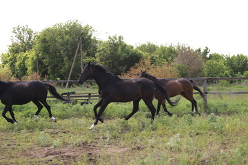 Herd of horses galloping across the field