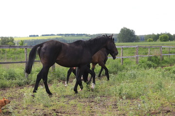 Herd of horses galloping across the field