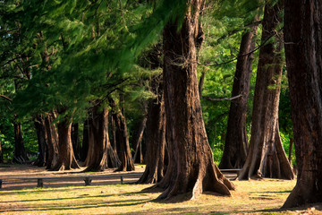 Tree in Nai Yang Beach at Phuket,Thailand.