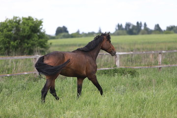 Herd of horses galloping across the field