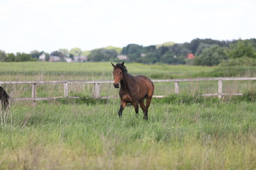 Herd of horses galloping across the field