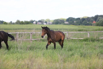 Herd of horses galloping across the field
