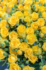 Fresh yellow roses bouquet flower background. Surface of yellow beautiful roses in drops of dew. Background of roses. Screensaver, postcard. vertical photo
