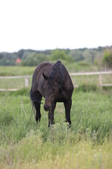 Herd of horses galloping across the field