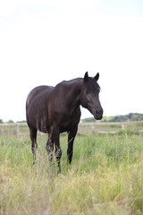 Herd of horses galloping across the field