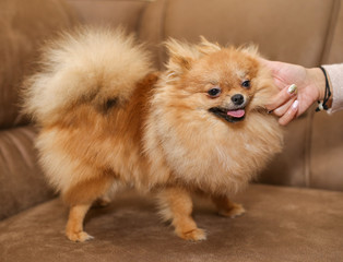 Beautiful Dog breed Pomeranian Spitz.