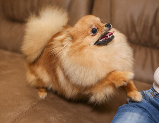 Beautiful Dog breed Pomeranian Spitz.