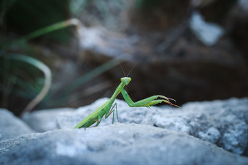 Praying mantis on a stone is watching you.