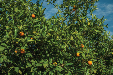 Ripe oranges on branches in a farm