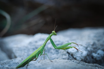 Praying mantis on a stone.