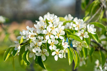 Pear tree blossom close-up. White pear flower on naturl background. Fruit tree blossom close-up. Shallow depth of field
