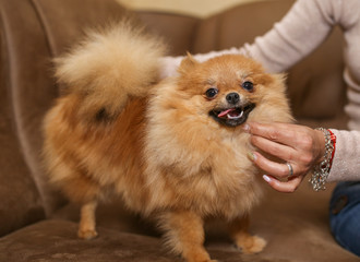 Beautiful Dog breed Pomeranian Spitz.