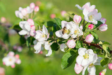 Honey bee pollinating apple blossom. The Apple tree blooms. Spring flowers