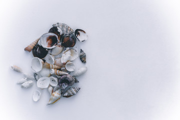  see shells