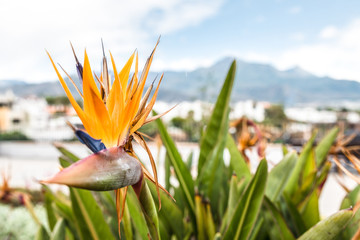 Obraz premium Strelitzia reginae, the Bird of Paradise flower in Andalusia Spain