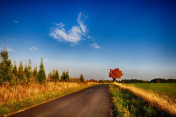 Maple tree with coloured leafs along asphalt road at autumn/fall daylight