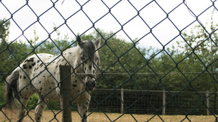 Caballo blanco encerrado tras una verja. 