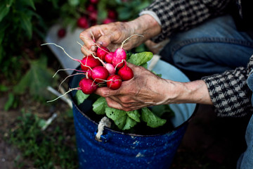  woman washing radish in the garden