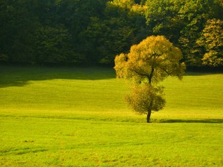 Solitary broad leaf tree surrounded by greenery